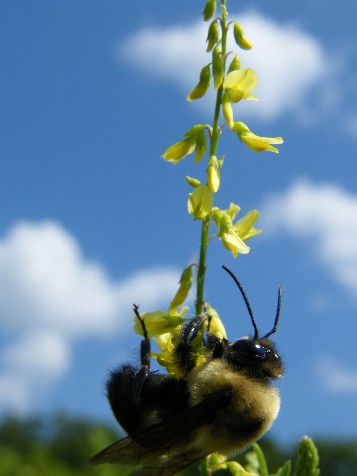 Close-up photograph of a bumblebee hanging from a stem of small yellow flowers against a blue sky with white clouds.